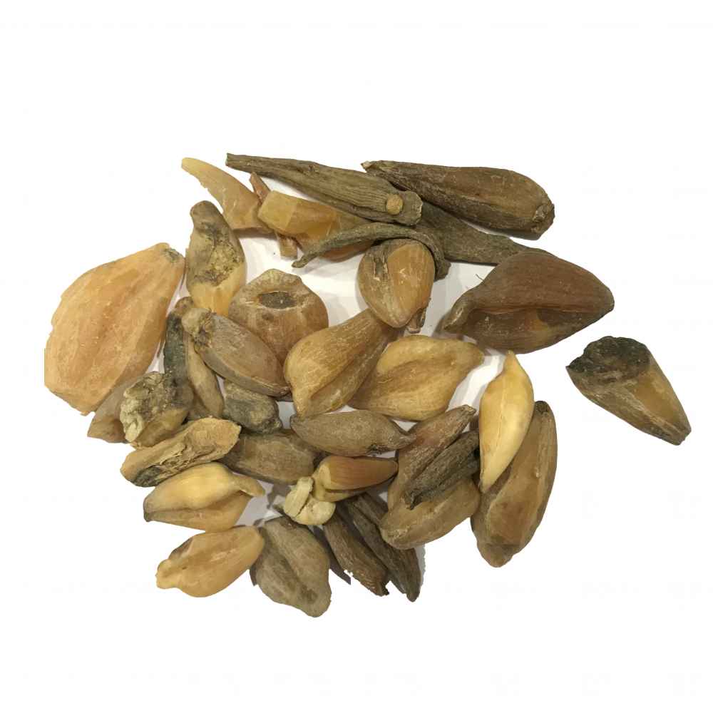 Suranjan talkh سورنجاں تلخ ثابت