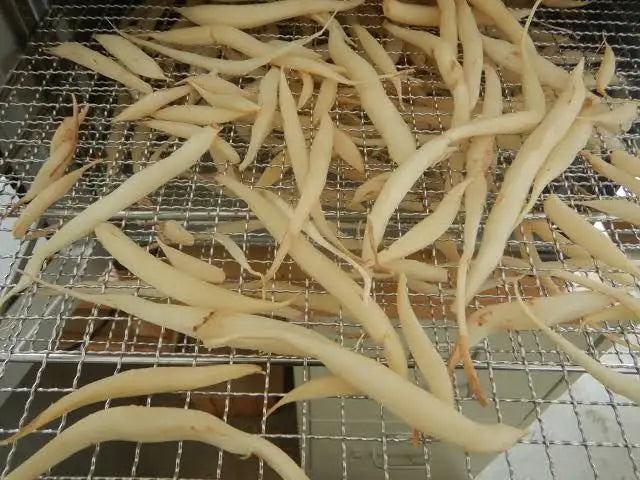 Satawar/Shatavari/ستاور